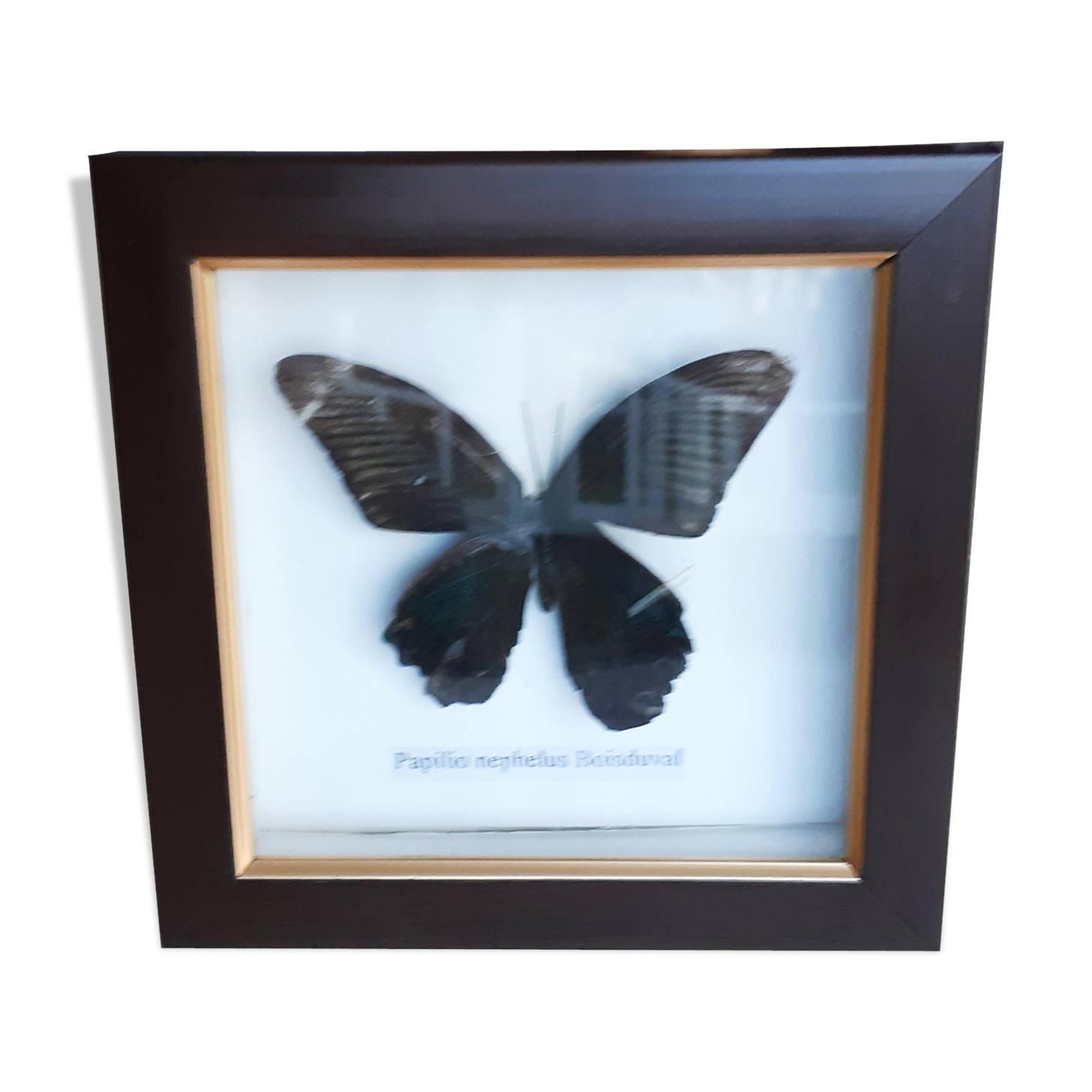 Naturalized butterfly under glass