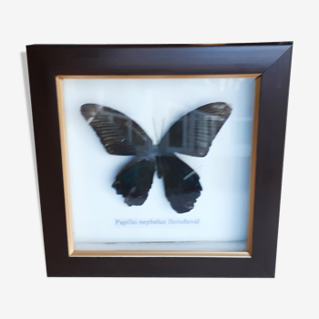 Papillon naturalisé sous verre