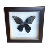 Naturalized butterfly under glass