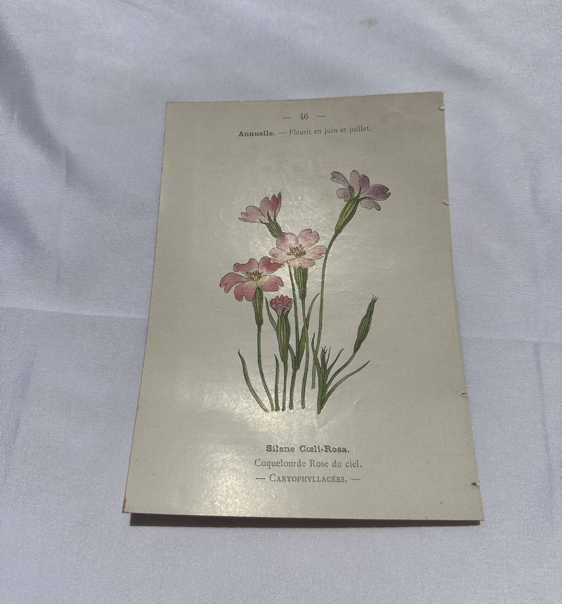 Botanical plate drawing flower France 19th century