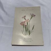 Botanical plate drawing flower France 19th century