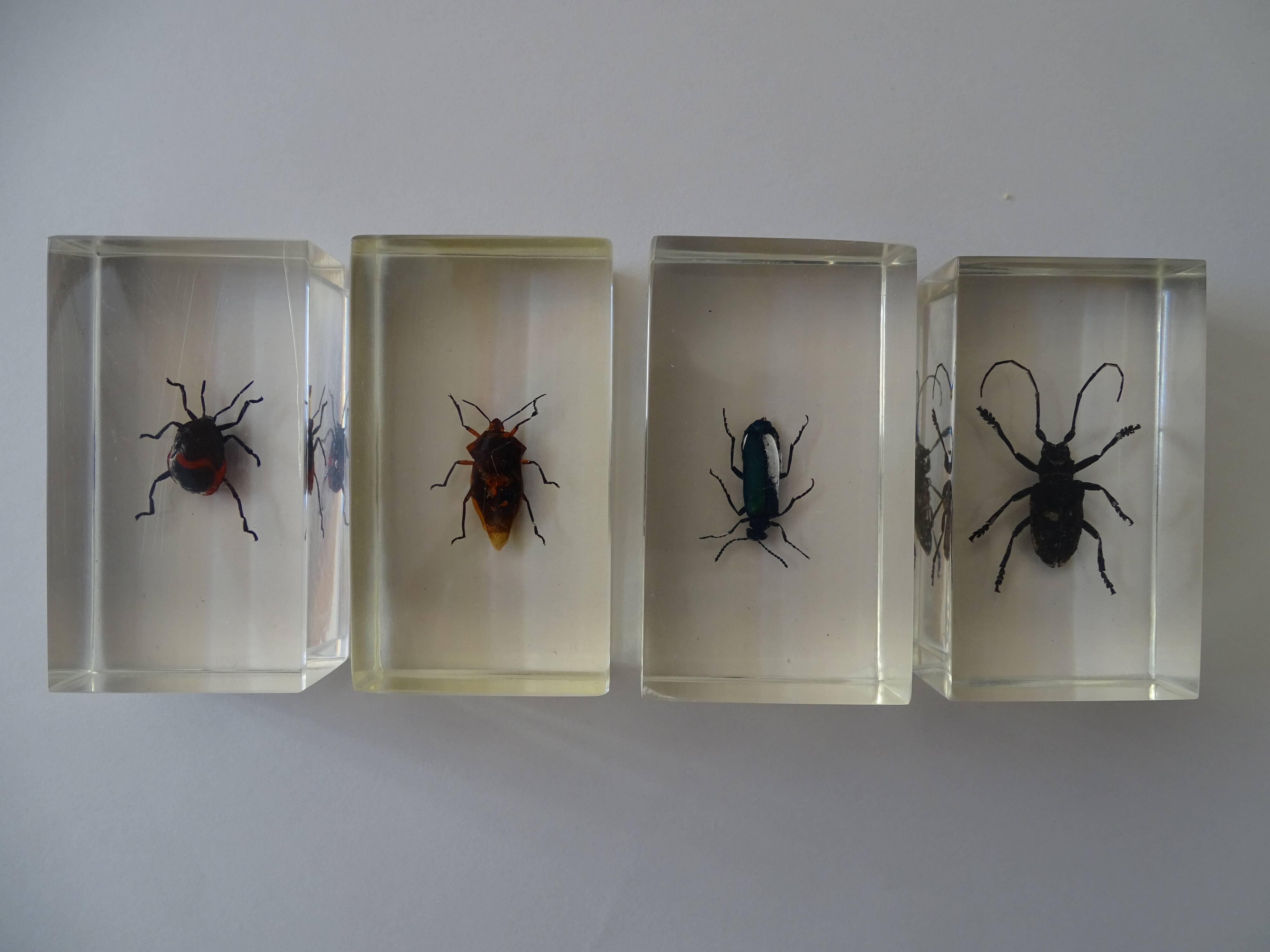 Lot 4 insects inclusions vintage resins to be identified