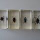 Lot 4 insectes inclusions résines vintage à identifier