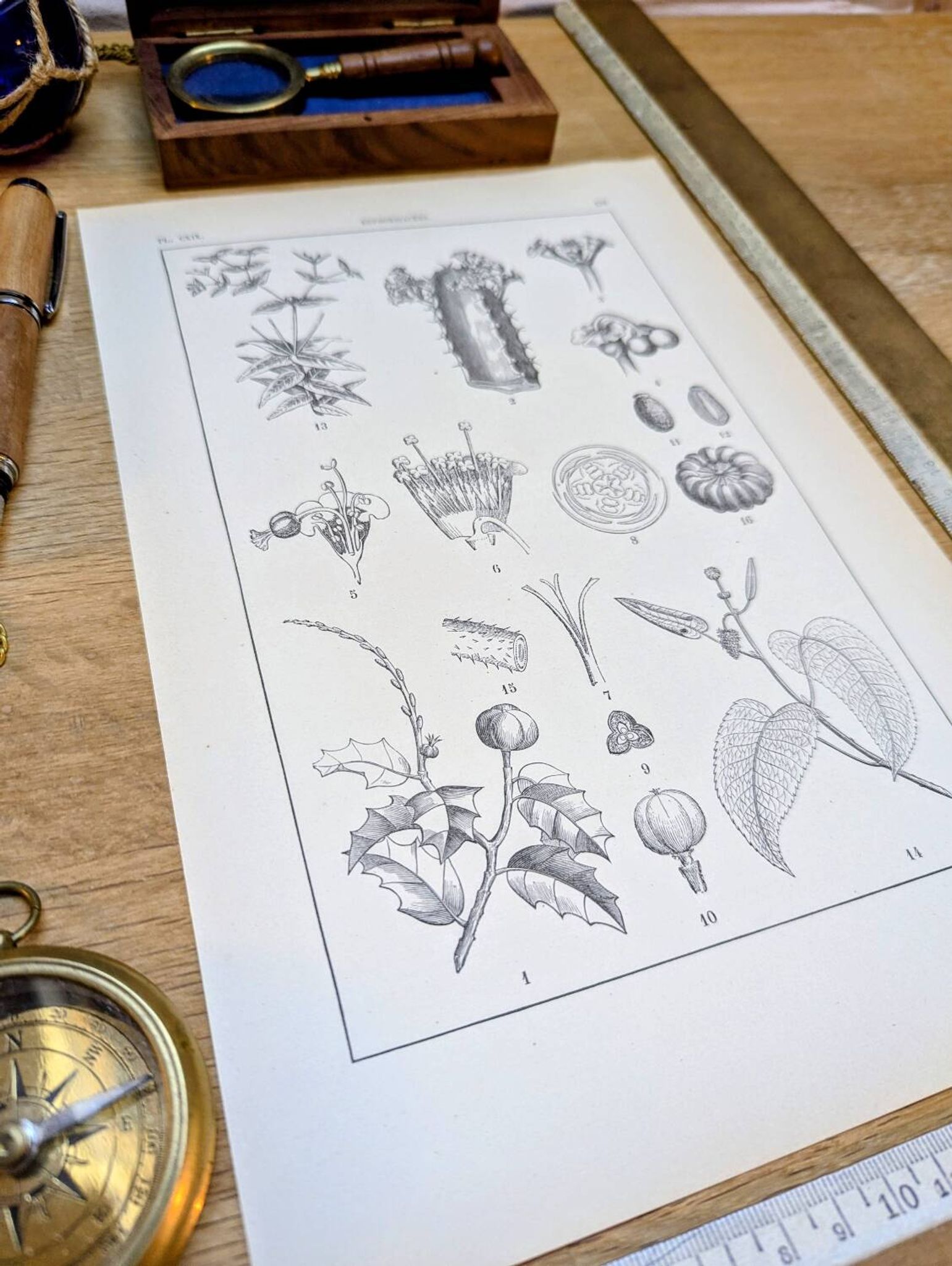Imprimée en 1889, les Euphorbiacées. Planche botanique ancienne.