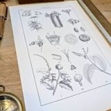 Printed in 1889, the Euphorbiaceae. Antique botanical plate.