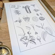 Imprimée en 1889, les Euphorbiacées. Planche botanique ancienne.