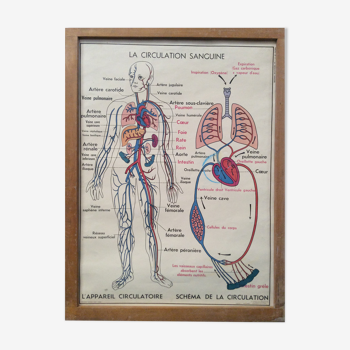 Vintage school poster blood circulation,  digestion 1960