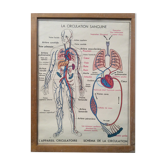 Vintage school poster blood circulation,  digestion 1960