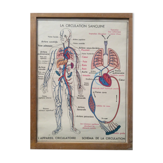 Vintage school poster blood circulation,  digestion 1960