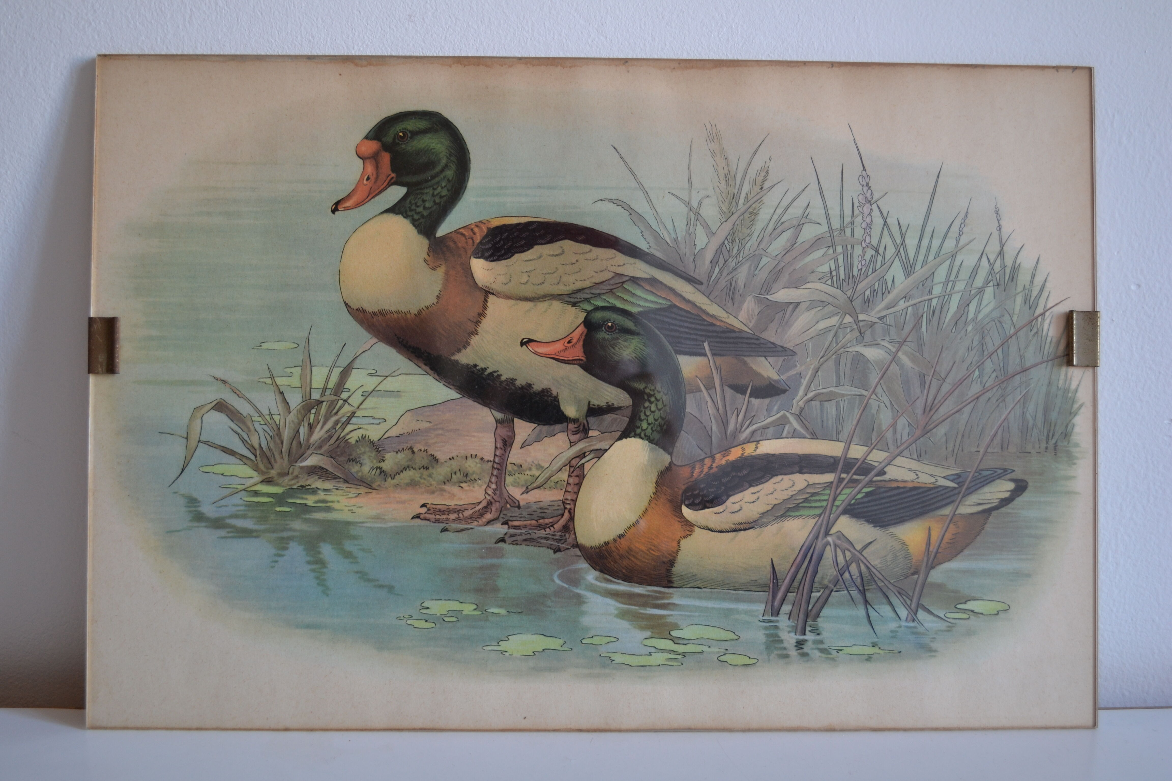 Estampe animalière vintage canards