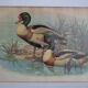 Vintage animal print ducks