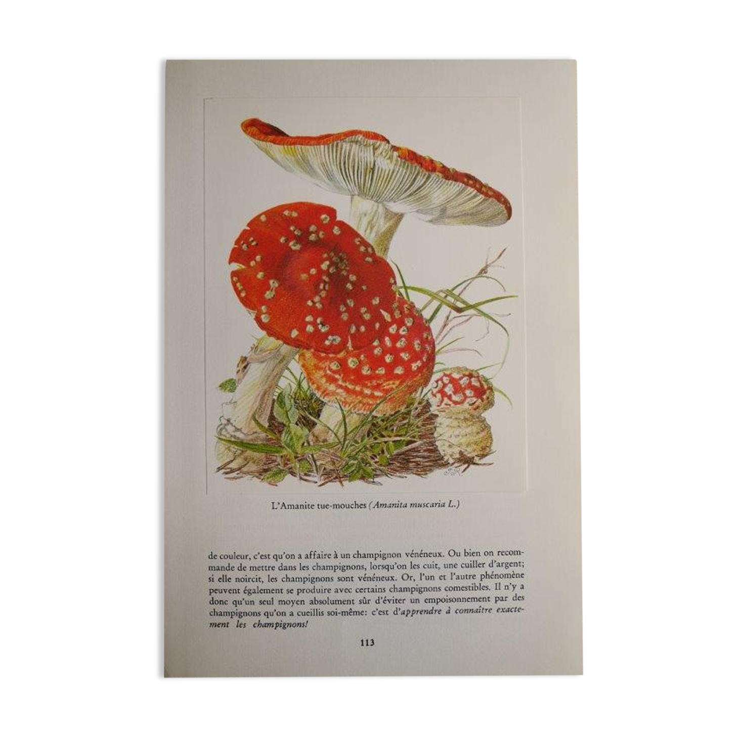 Botanical board mushroom Amanite Tue-mouches