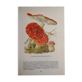 Botanical board mushroom Amanite Tue-mouches