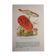 Planche botanique champignon Amanite Tue-mouches