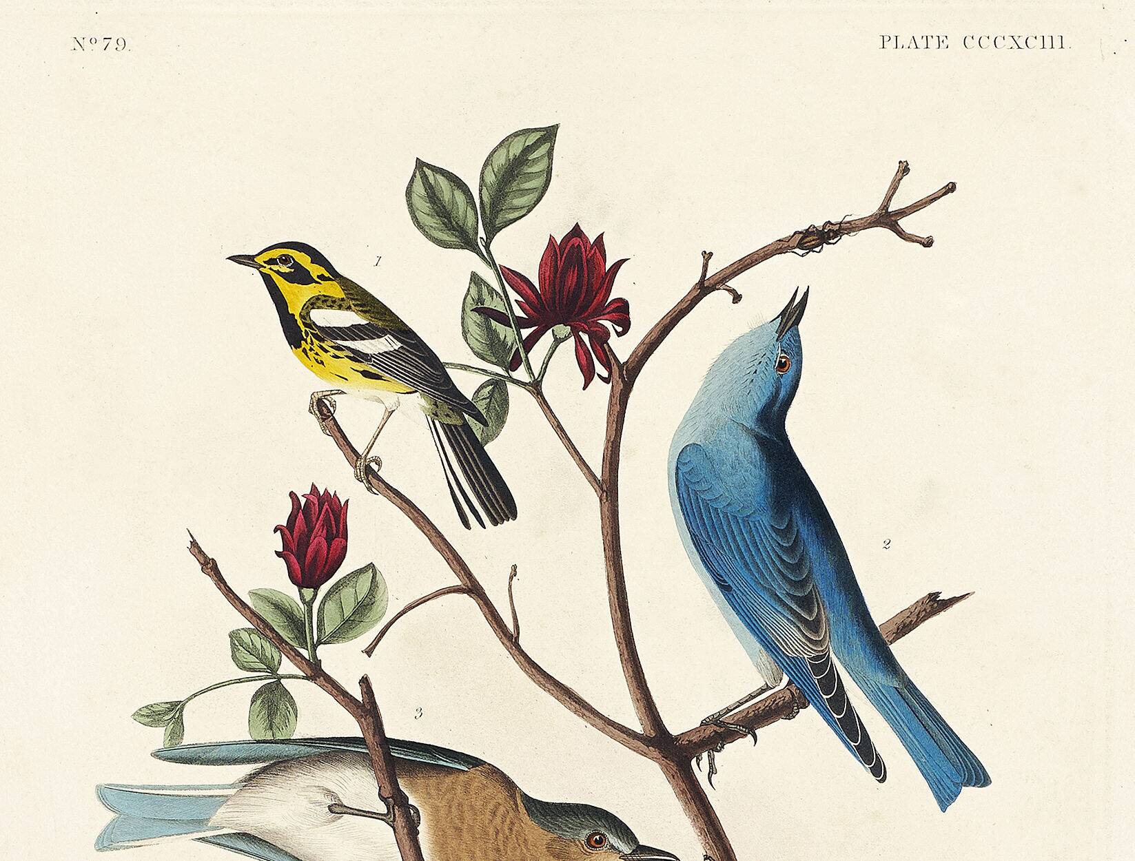 Poster about bluebirds and Townsend's warbler, after an engraving