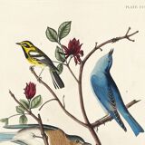 Poster about bluebirds and Townsend's warbler, after an engraving
