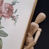 Botanical lithograph Hundred-leaf rose bush PJ Redouté