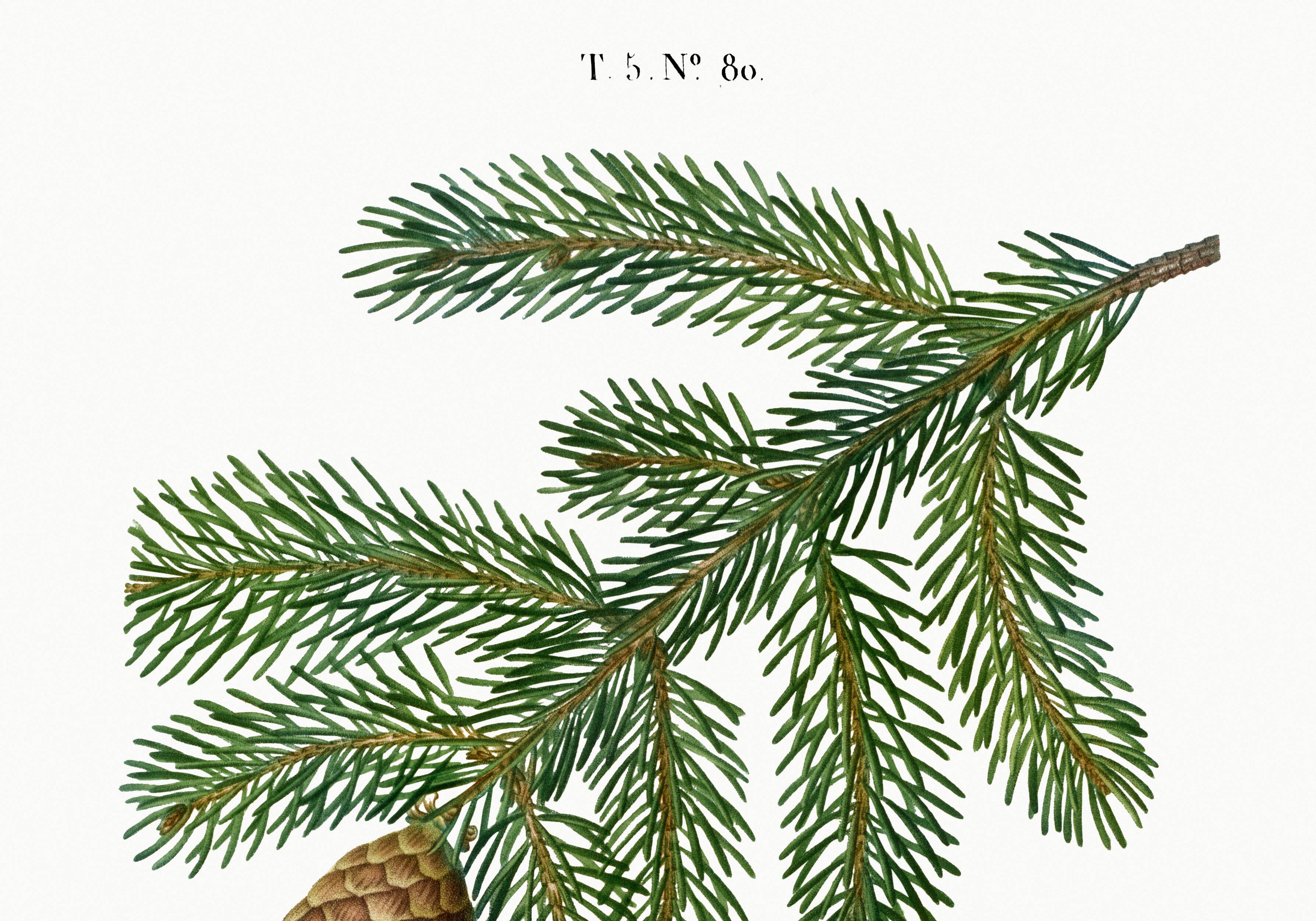 Affiche sur le sapin commun, d’après une gravure de 1802