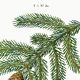 Affiche sur le sapin commun, d’après une gravure de 1802
