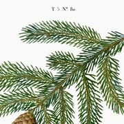 Affiche sur le sapin commun, d’après une gravure de 1802