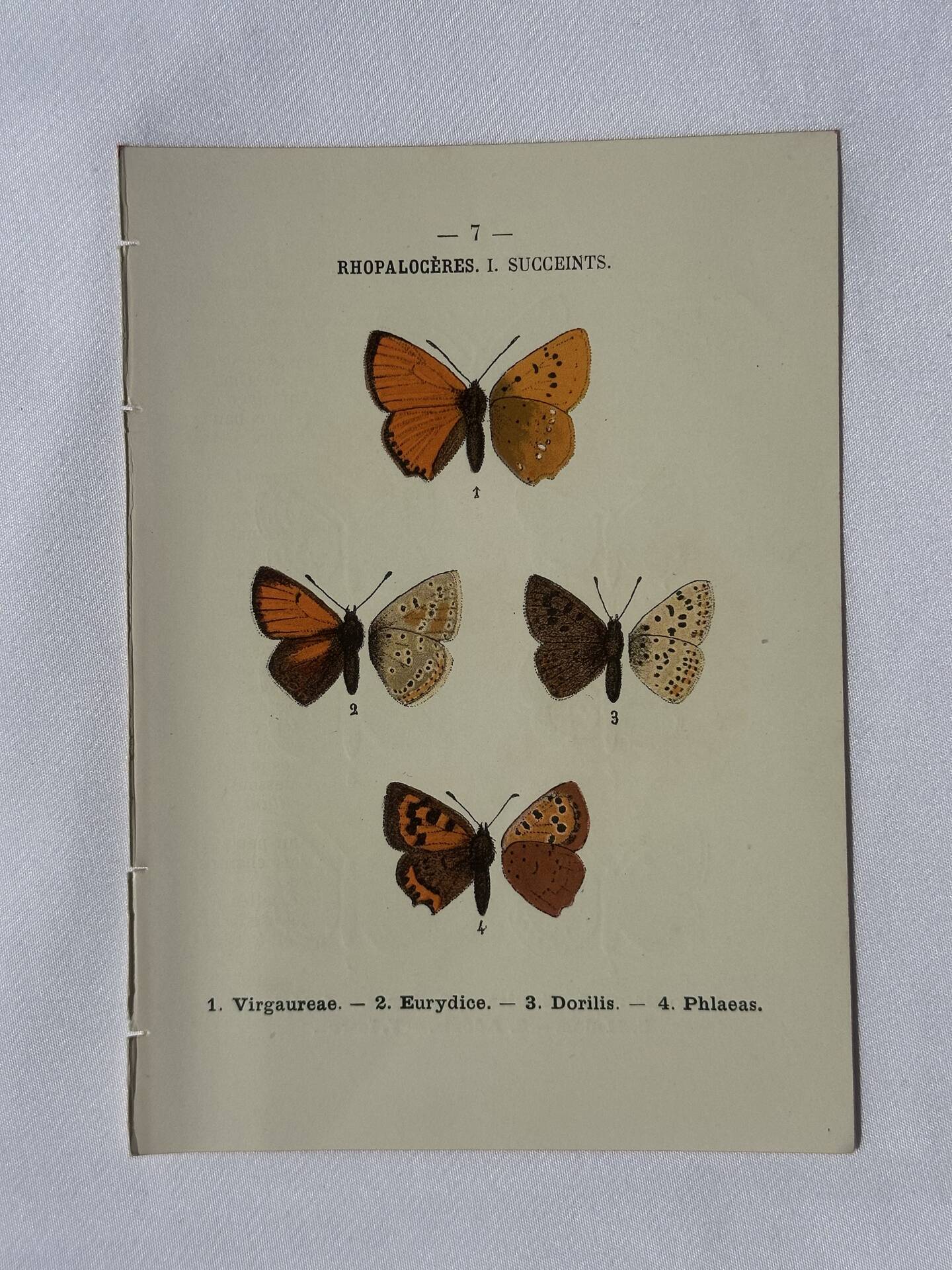 Planche Botanique Gravure Papillon naturaliste ancienne 19eme