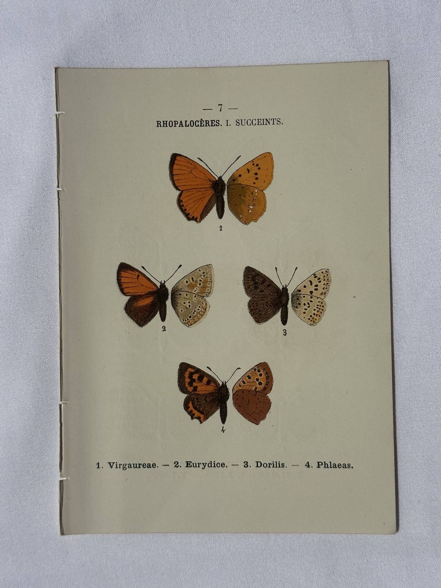 🦋 Botanical Plate Engraving of a Butterfly, 19th Century Naturalist