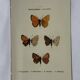 Planche Botanique Gravure Papillon naturaliste ancienne 19eme