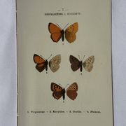 🦋 Botanical Plate Engraving of a Butterfly, 19th Century Naturalist
