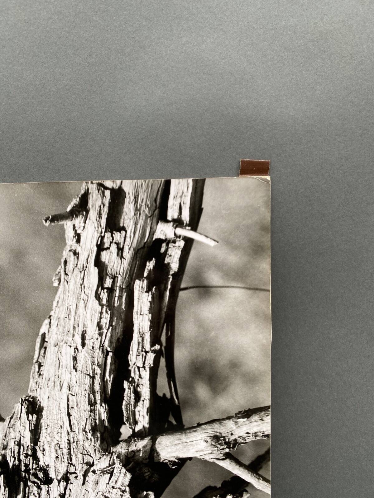 Silver gelatin photograph by Bernard Darot, 20th century study, Nantes Photo Club AFIAP