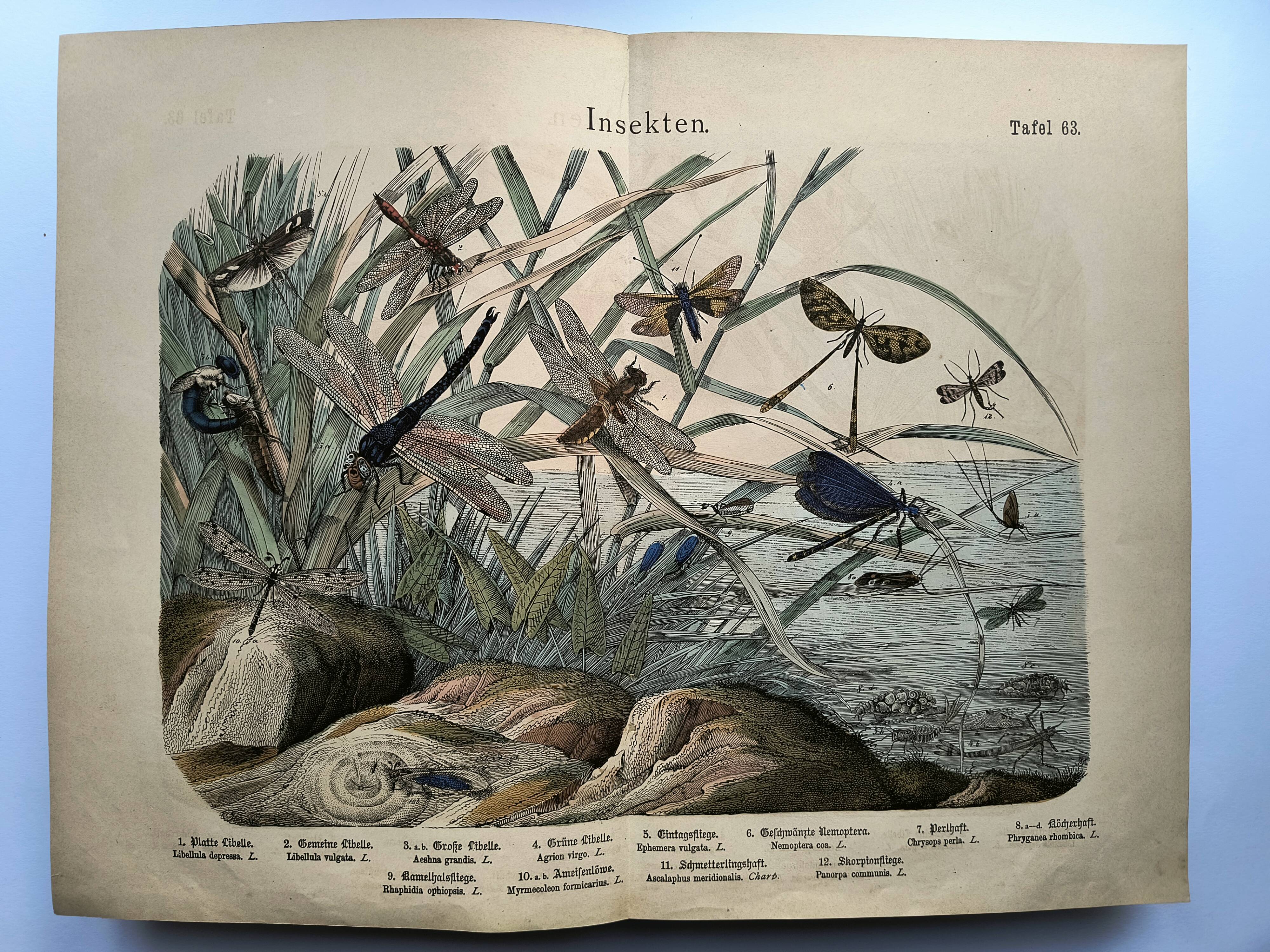 Gravure de 1886.  Libellules. Lithographie ancienne zoologique et vintage