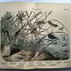 Gravure de 1886.  Libellules. Lithographie ancienne zoologique et vintage