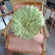 Juju hat light green