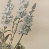 Gravure ancienne de fleur 1899 - Sidalcea Candida - Planche botanique vintage