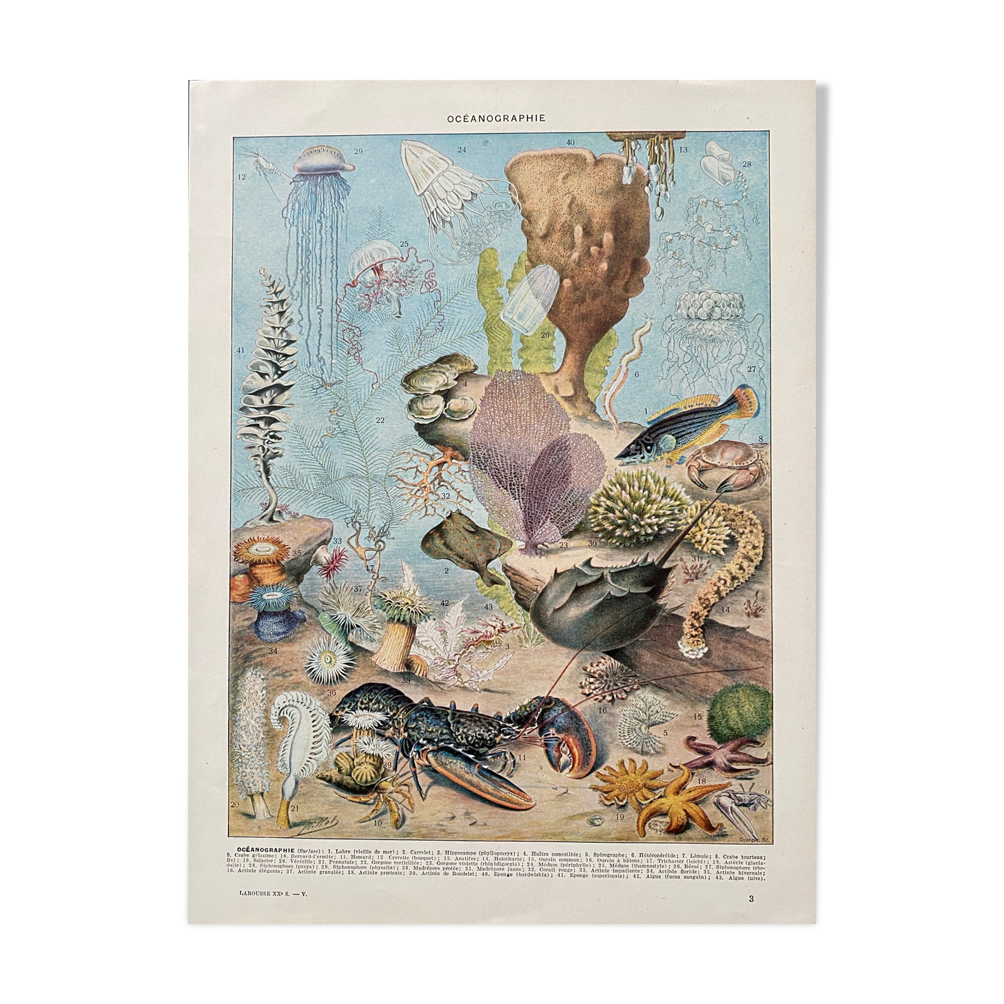 Old illustration Millot "Oceanography"