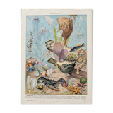 Old illustration Millot "Oceanography"