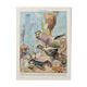 Old illustration Millot "Oceanography"