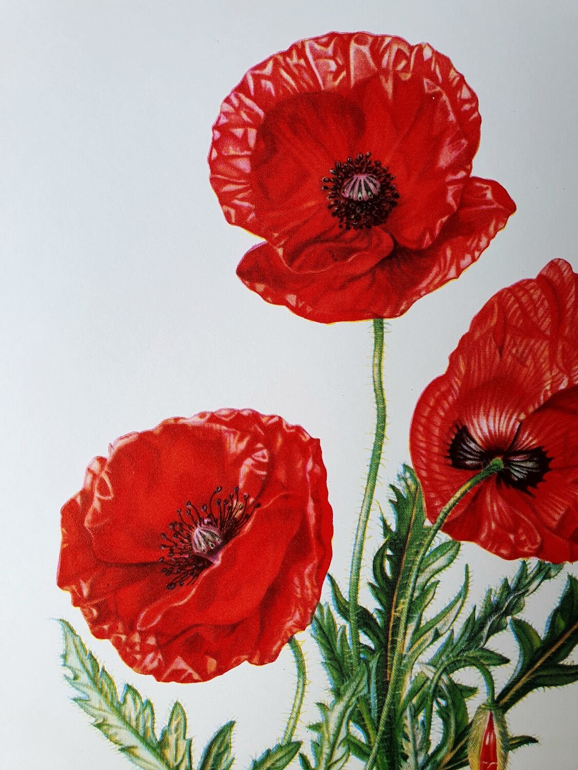 Poppy botanical board