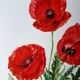 Poppy botanical board