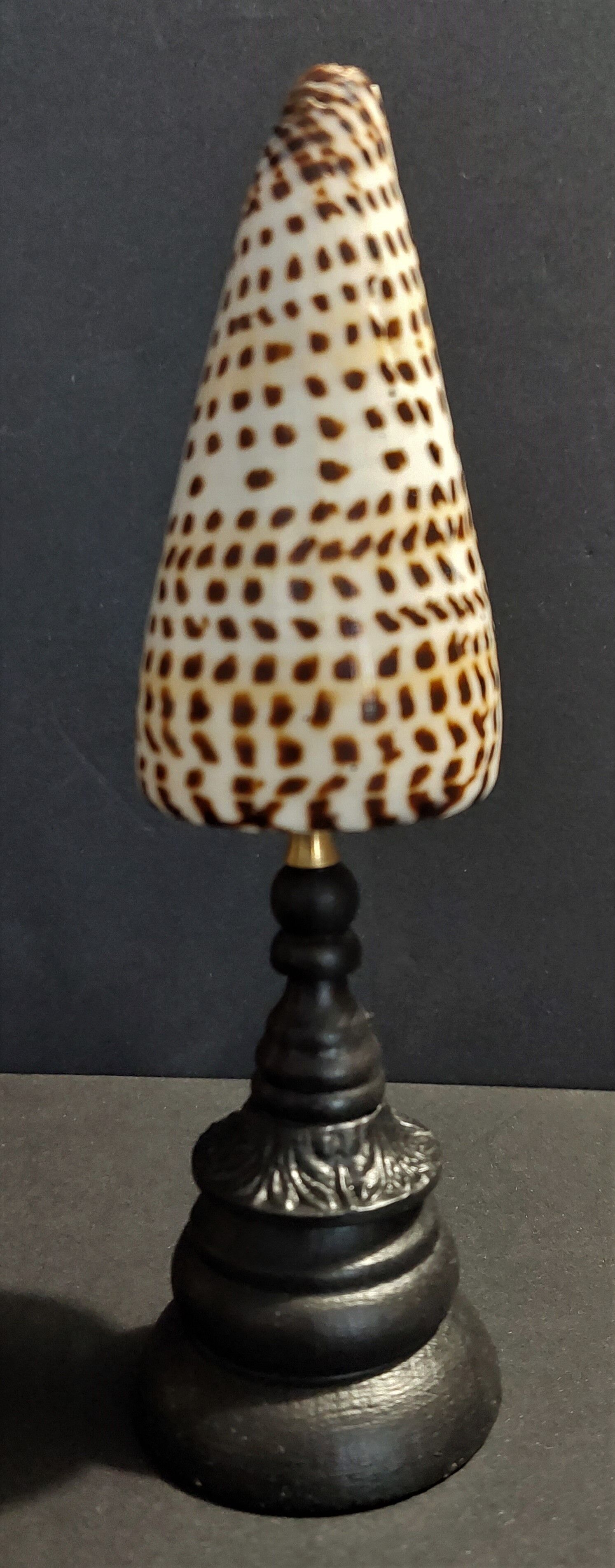 Cabinet of Curiosities shell conus litteratus on base