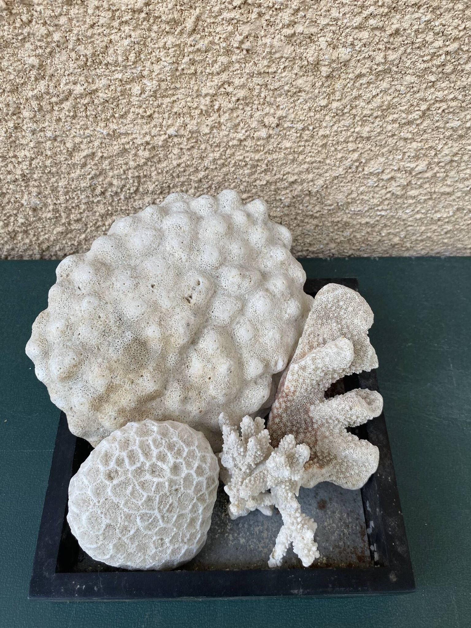 Magnifique Lot de Coraux Blancs Naturels – Cabinet de Curiosités & Déc
