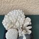 Magnificent Set of Natural White Corals – Curiosity Cabinet & Décor