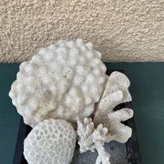 Magnifique Lot de Coraux Blancs Naturels – Cabinet de Curiosités & Déc