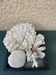 Magnificent Set of Natural White Corals – Curiosity Cabinet & Décor