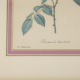 Botanical planks rose roses Dreaded