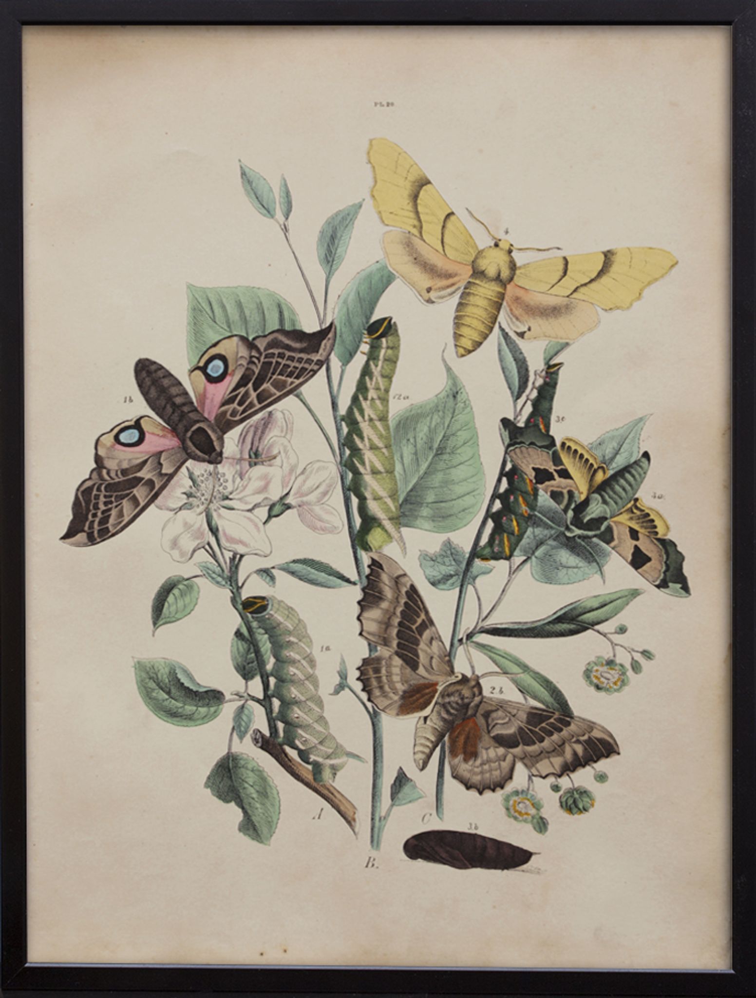 Illustration gravure animal vintage 1850