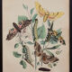 Illustration vintage animal engraving 1850