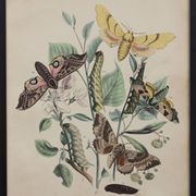 Illustration gravure animal vintage 1850