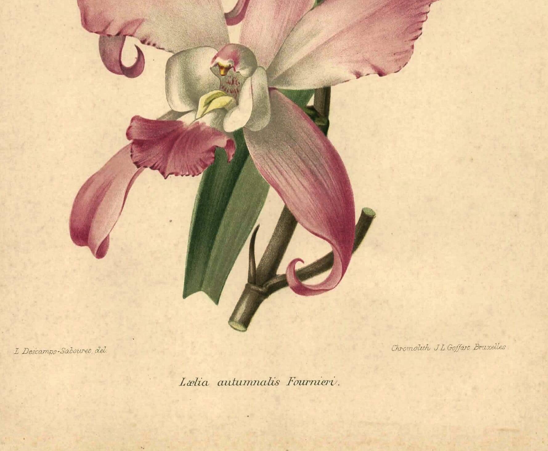 Botanical lithograph from 1896 by L. Descamps-Sabouret • Lælia - Engraving