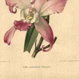 Botanical lithograph from 1896 by L. Descamps-Sabouret • Lælia - Engraving