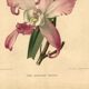 Botanical lithograph from 1896 by L. Descamps-Sabouret • Lælia - Engraving